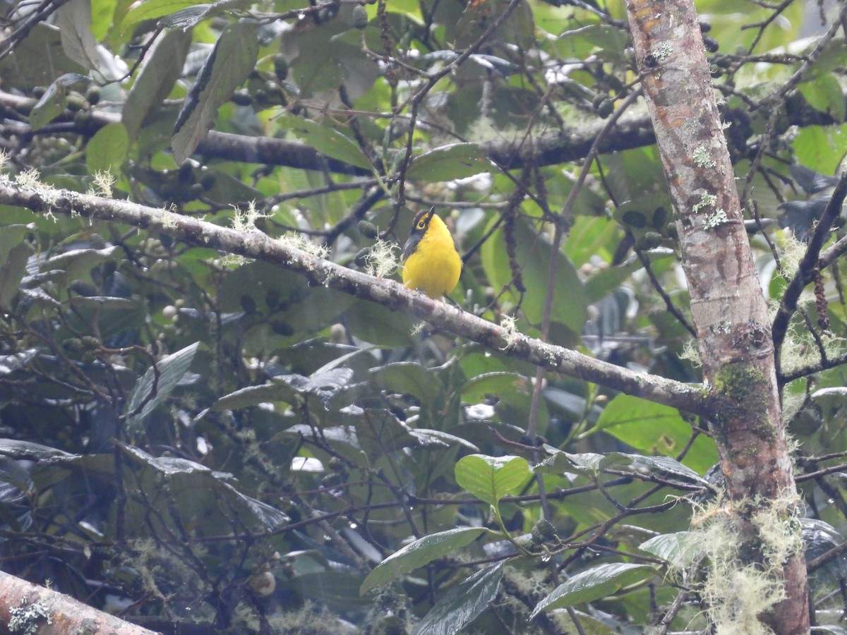Spectacled Redstart - ML635821213