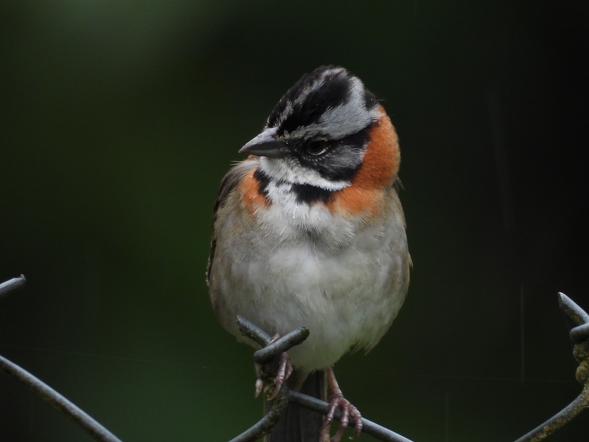 Rufous-collared Sparrow - ML635821219
