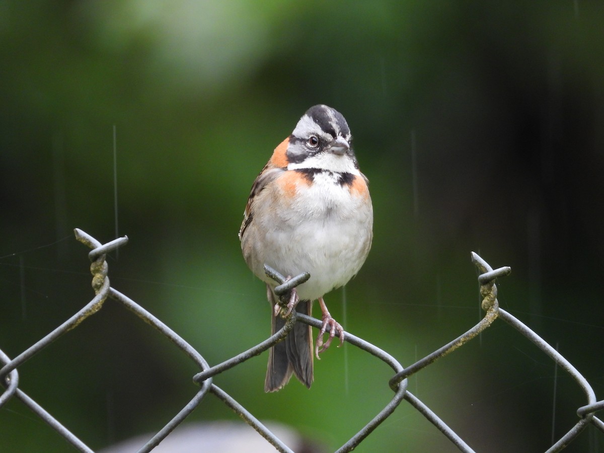 Rufous-collared Sparrow - ML635821226