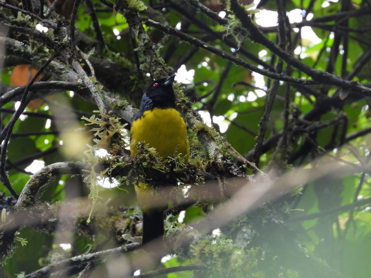 Hooded Mountain Tanager - ML635821238
