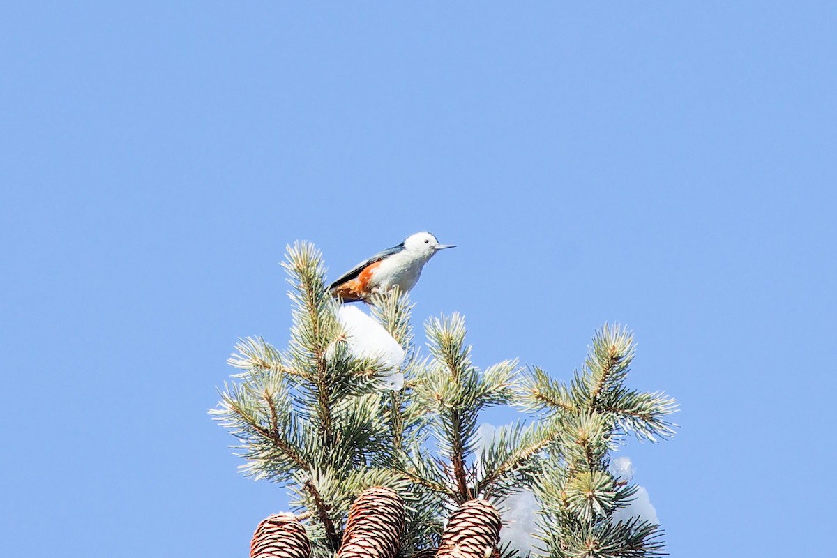 White-cheeked Nuthatch - ML635821245