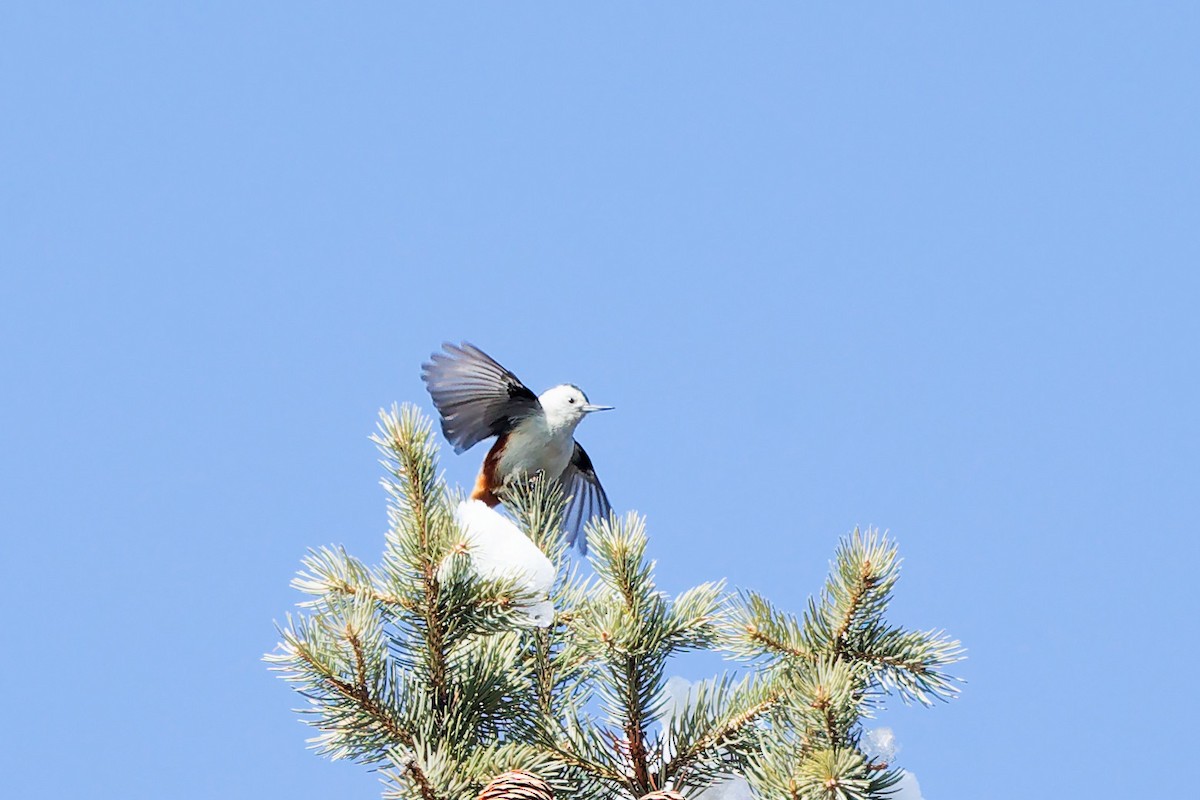 White-cheeked Nuthatch - ML635821246