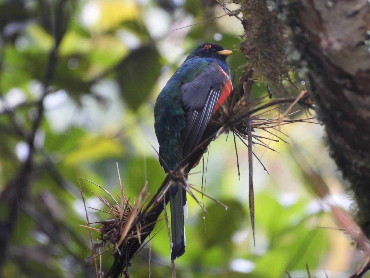 Masked Trogon - ML635821254