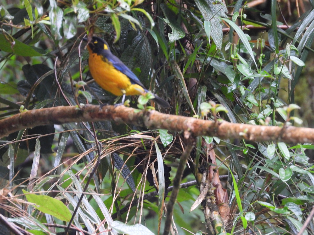 Lacrimose Mountain Tanager - ML635821267