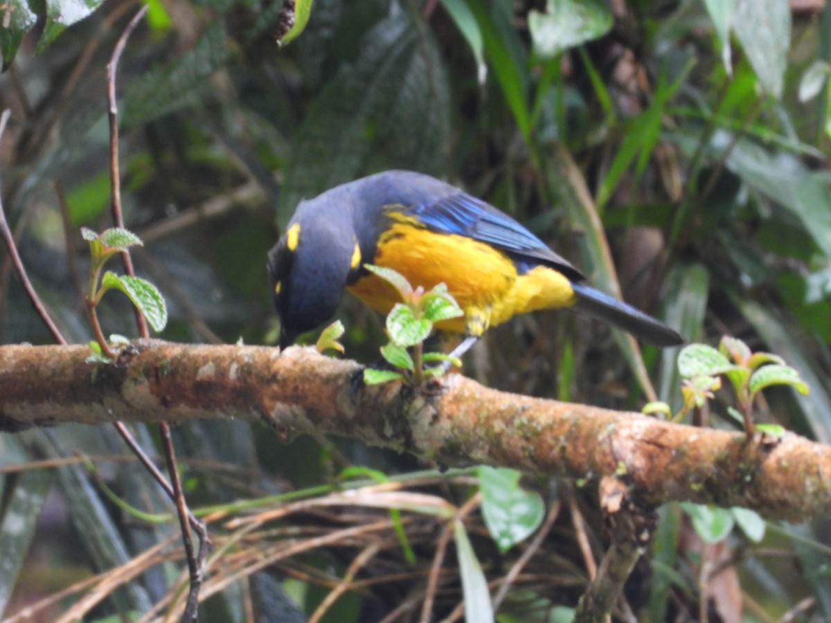 Lacrimose Mountain Tanager - ML635821271