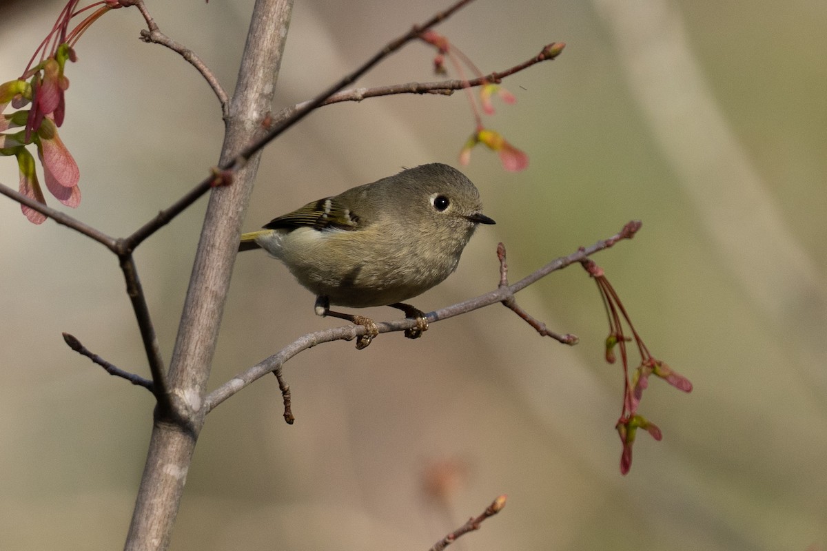 Ruby-crowned Kinglet - ML635821309