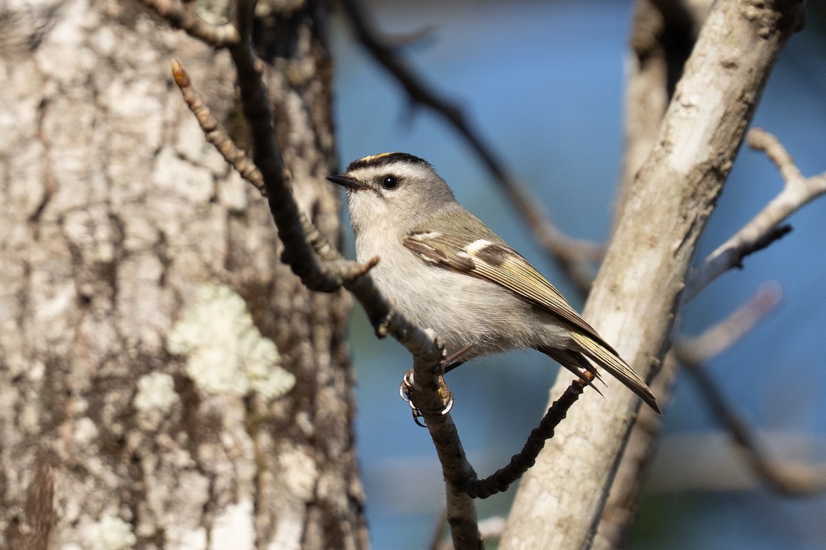 Golden-crowned Kinglet - ML635821310