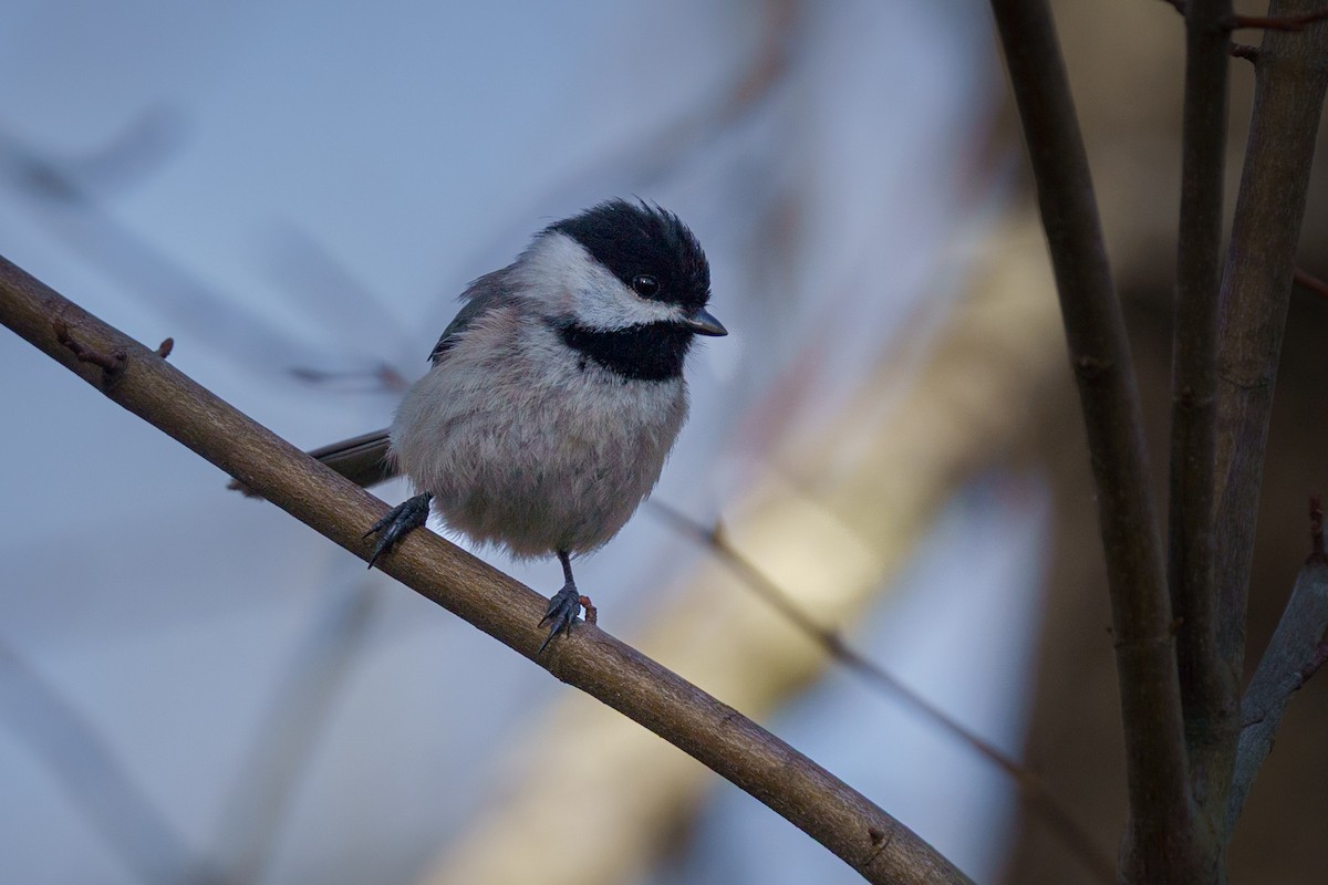 Carolina Chickadee - ML635821315