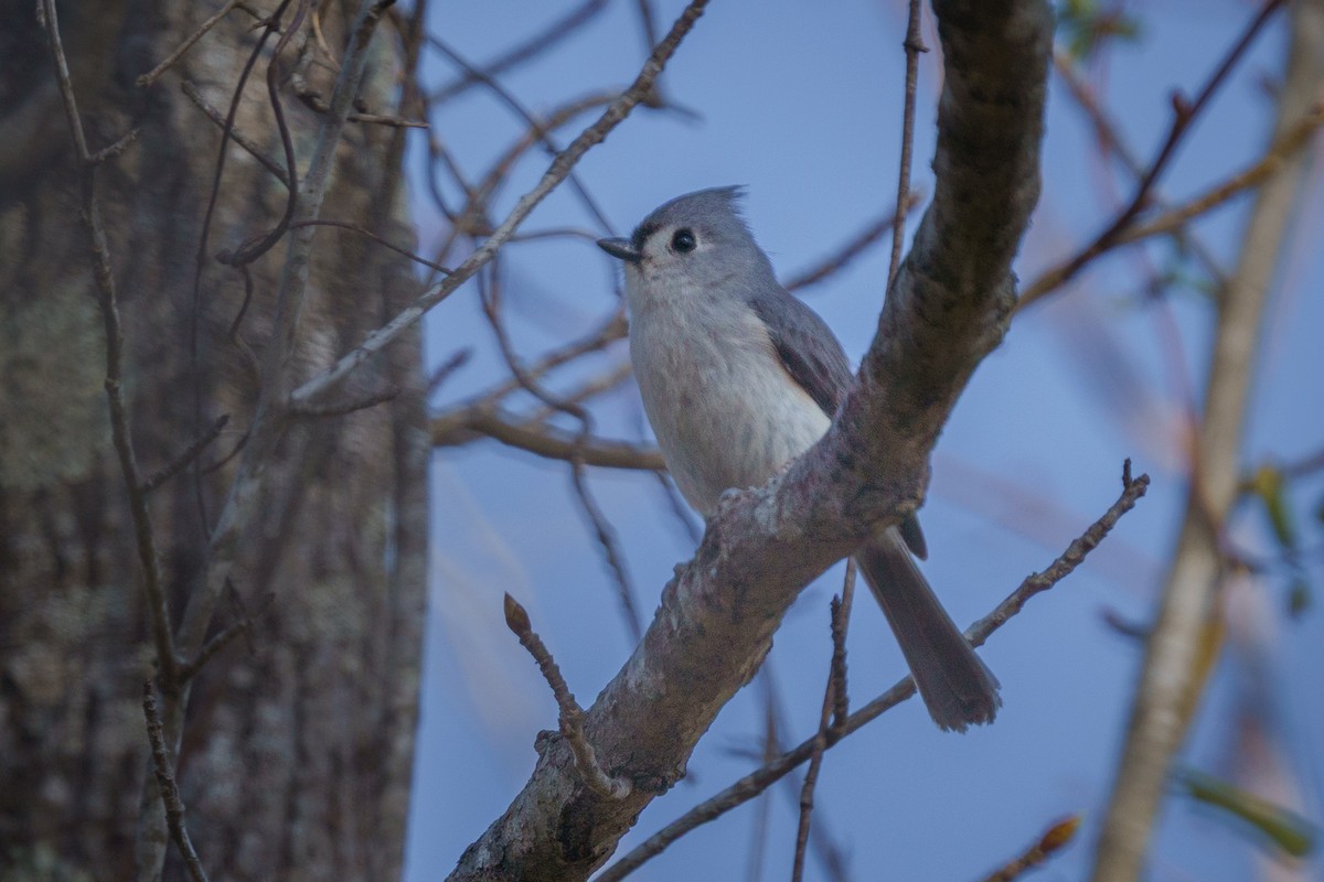 Tufted Titmouse - ML635821329