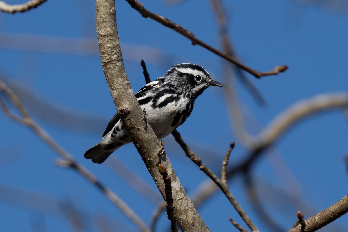 Black-and-white Warbler - ML635821341