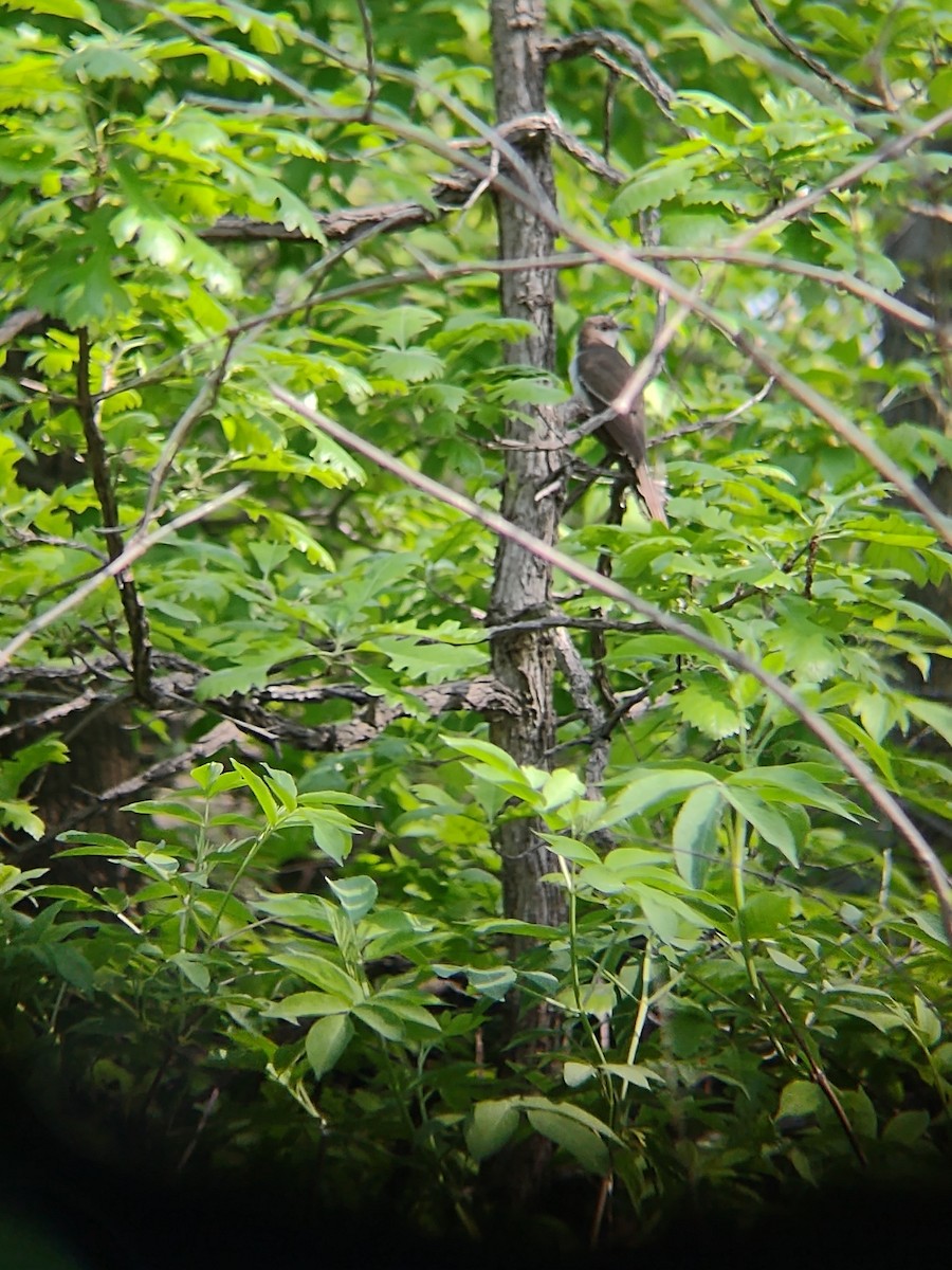 Black-billed Cuckoo - ML635821556