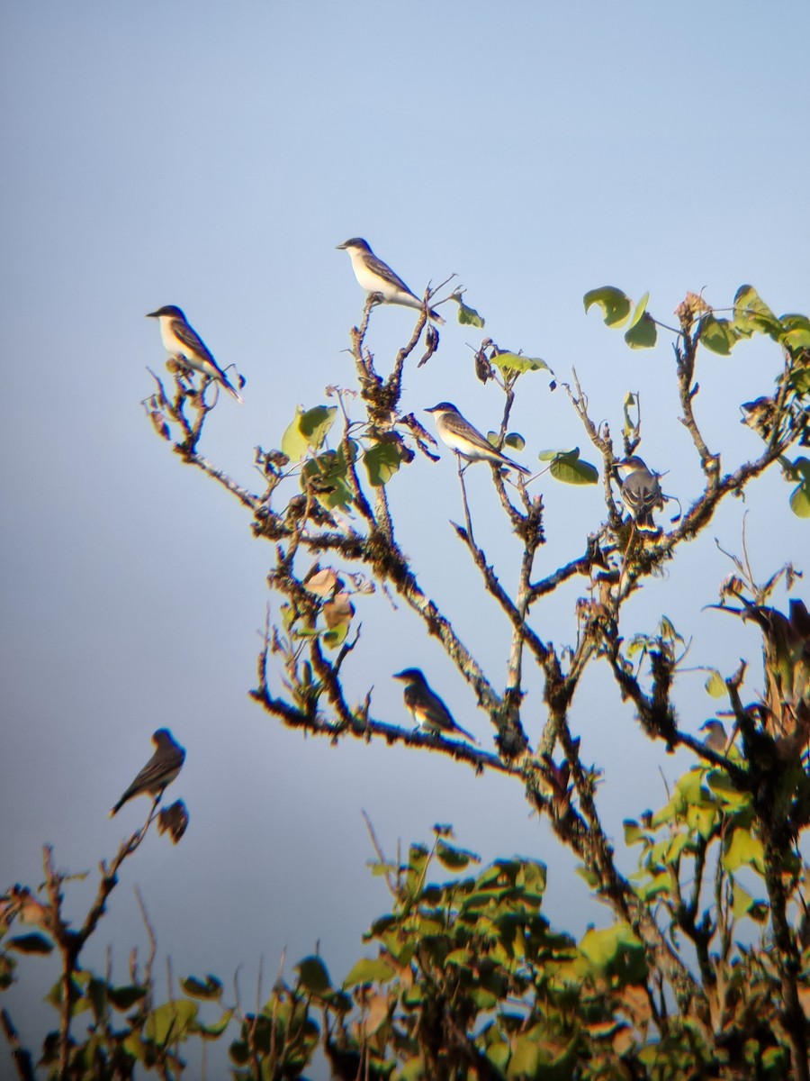 Eastern Kingbird - ML635821690