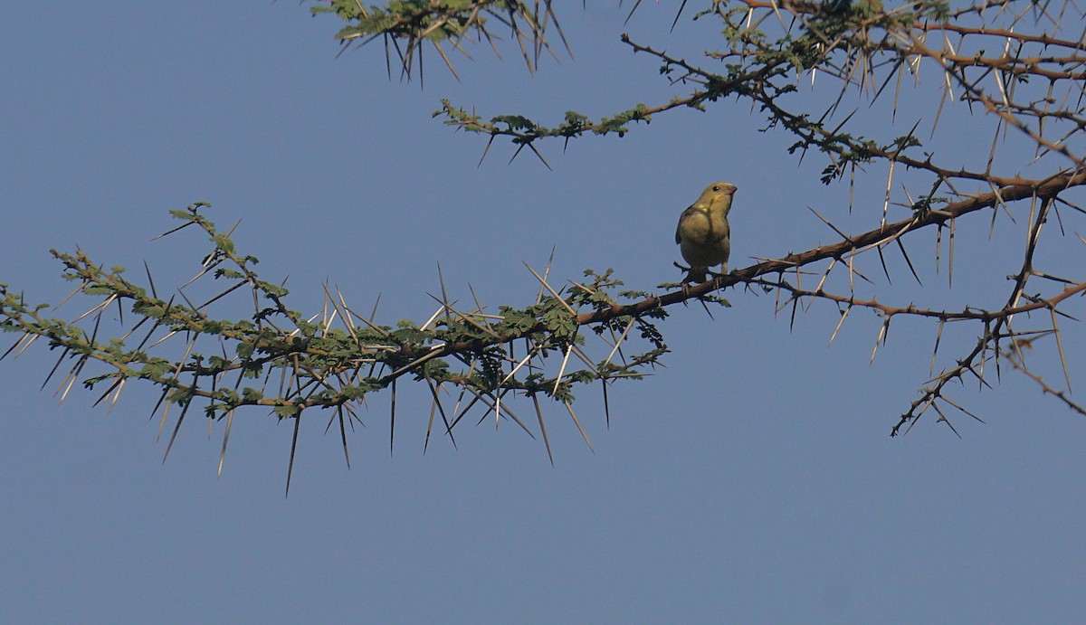 Rüppell's Weaver - ML635821728
