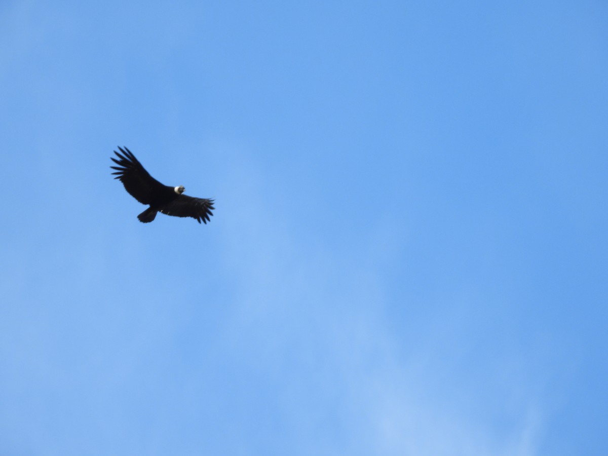 Andean Condor - ML635821749