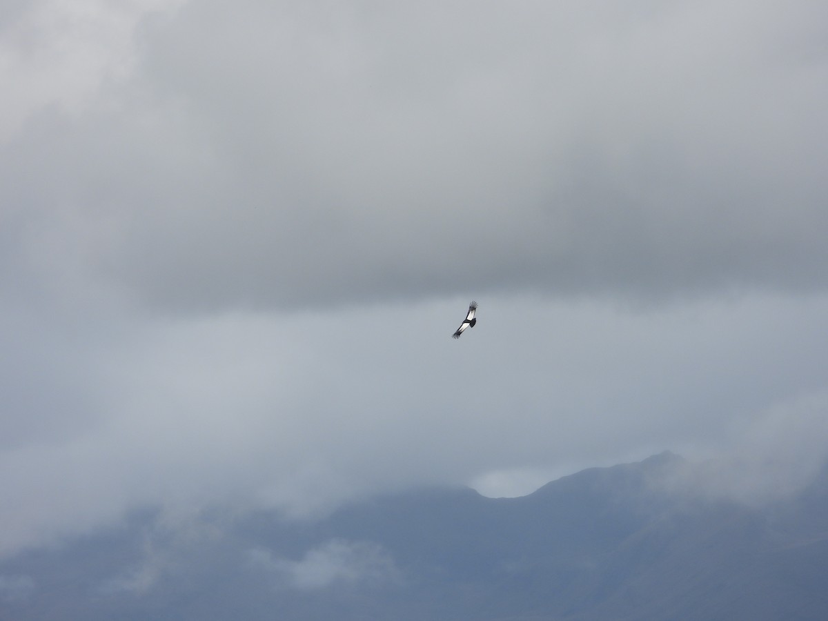 Andean Condor - ML635821788