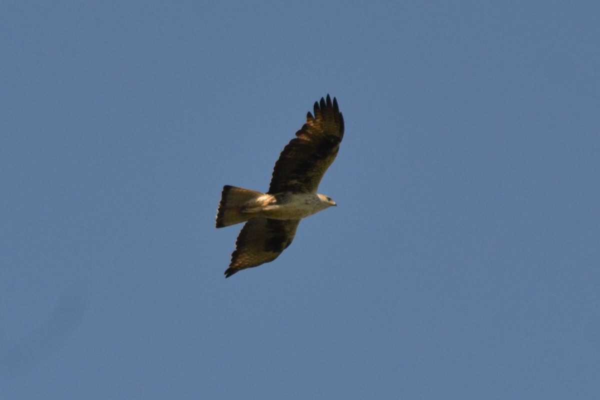 עיט ניצי - ML635821824
