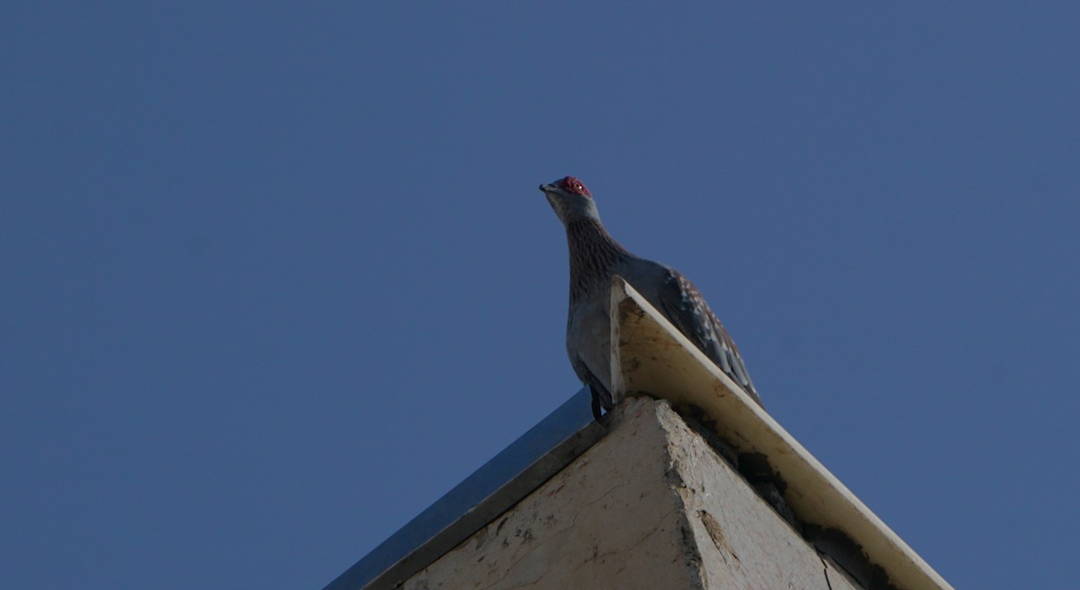 Speckled Pigeon - ML635821835