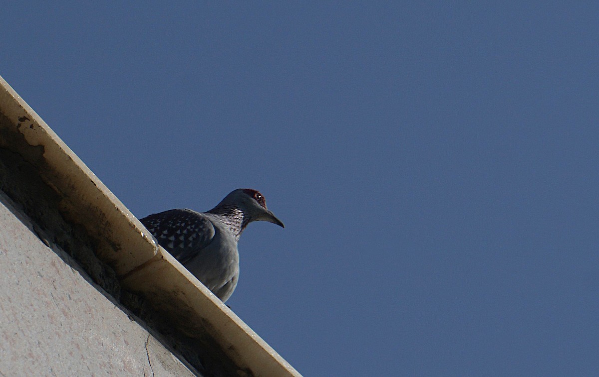 Speckled Pigeon - ML635821836