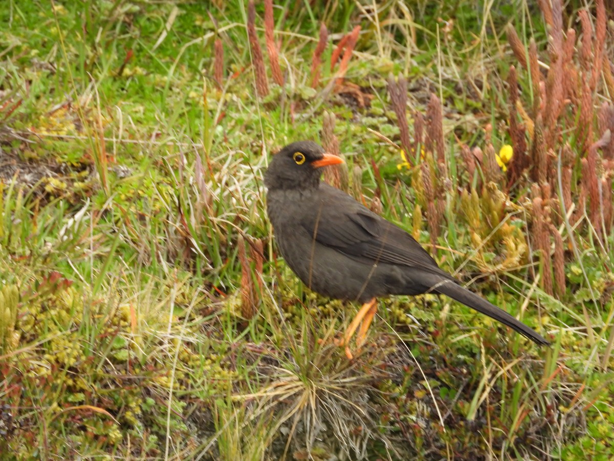 Great Thrush - ML635821837