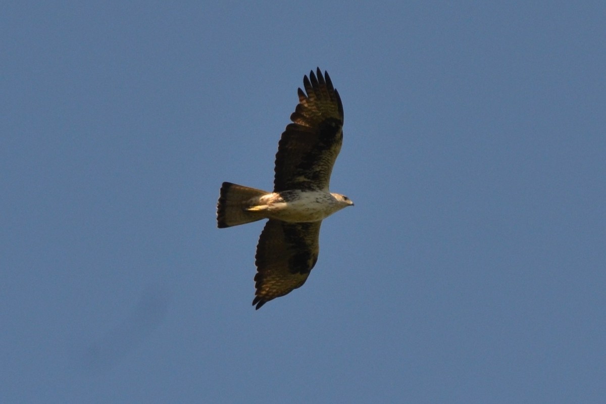 עיט ניצי - ML635821855