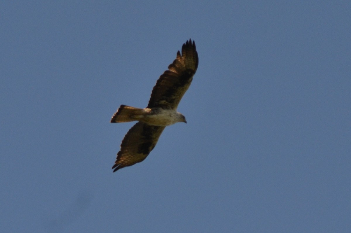 עיט ניצי - ML635821881