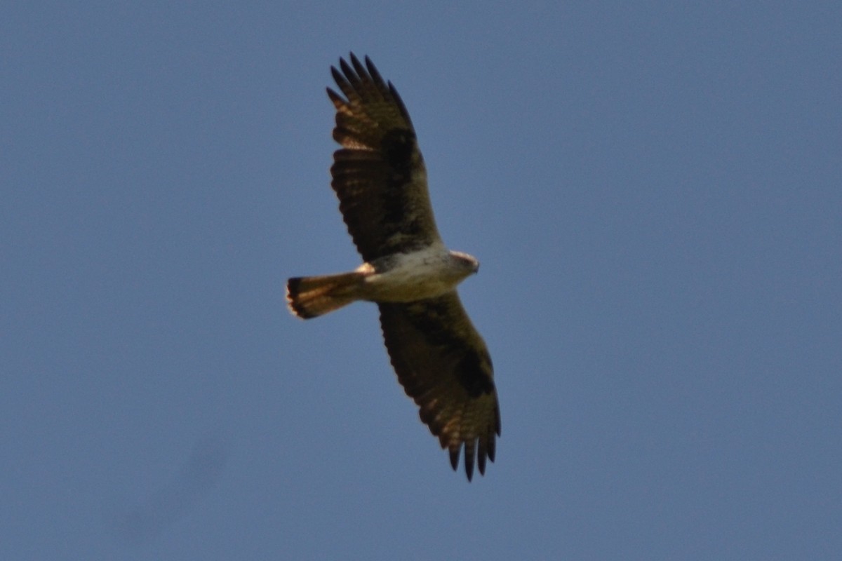 עיט ניצי - ML635821925
