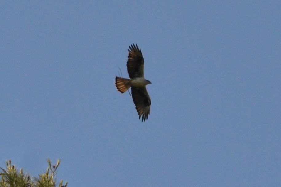 עיט ניצי - ML635822038
