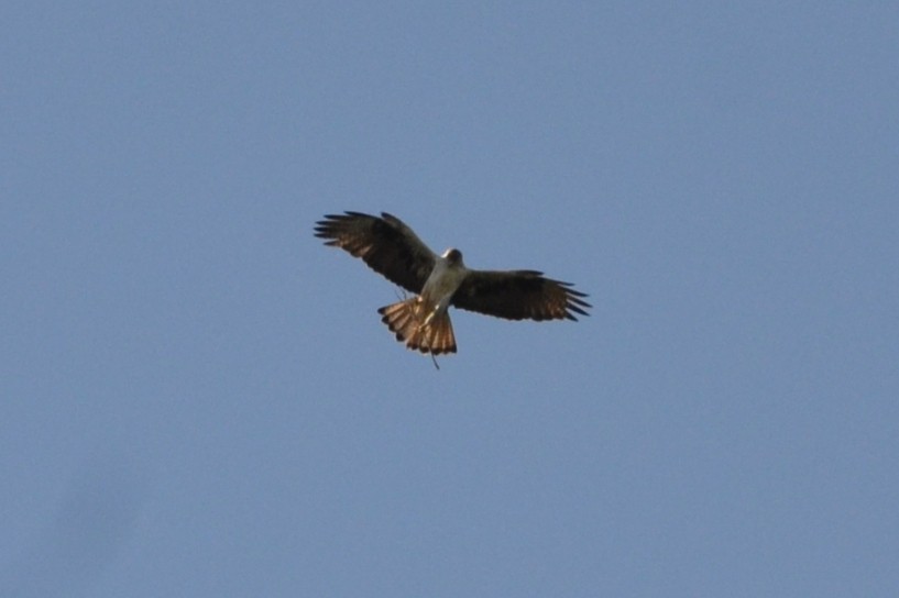 עיט ניצי - ML635822049