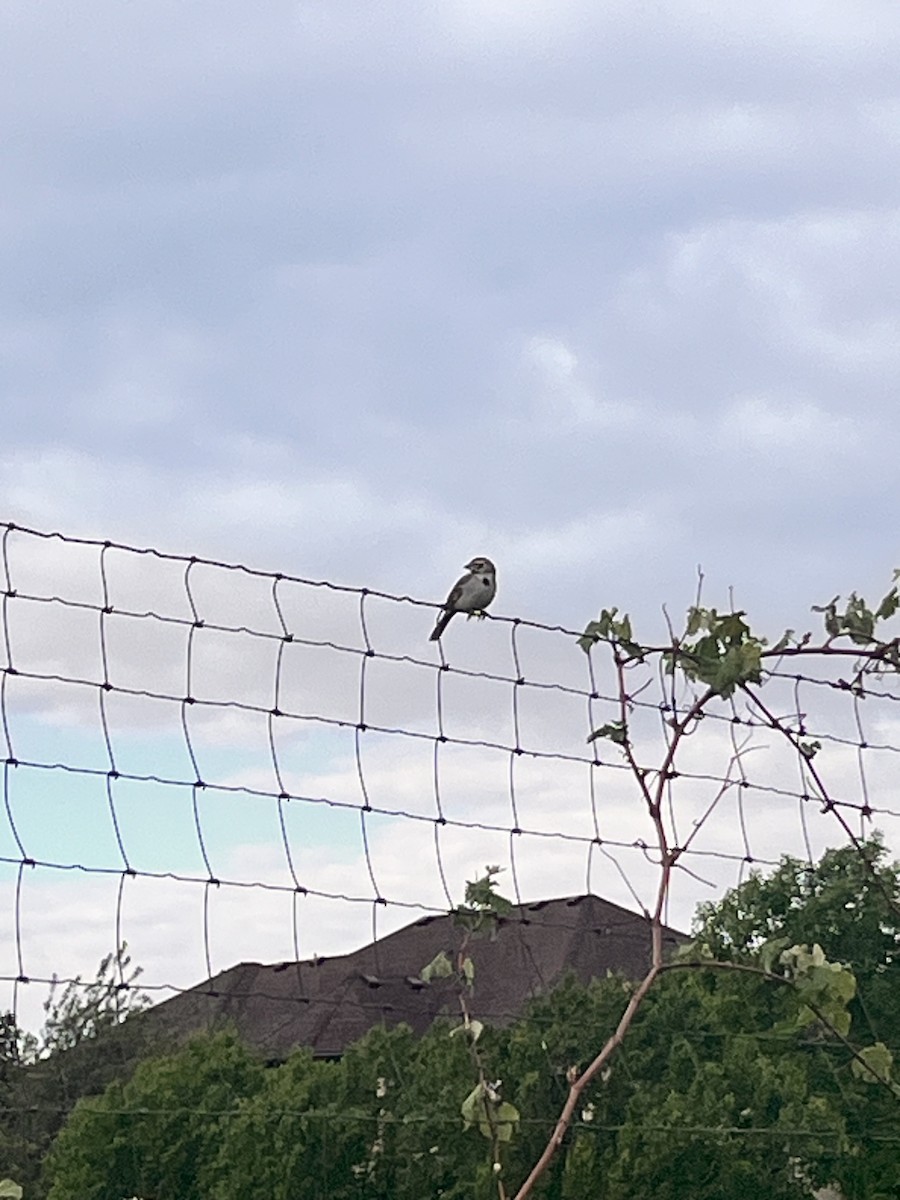 Lark Sparrow - ML635822058