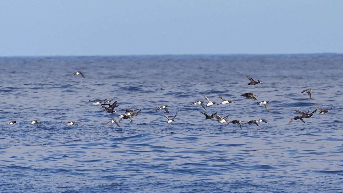 Surf Scoter - ML635822076