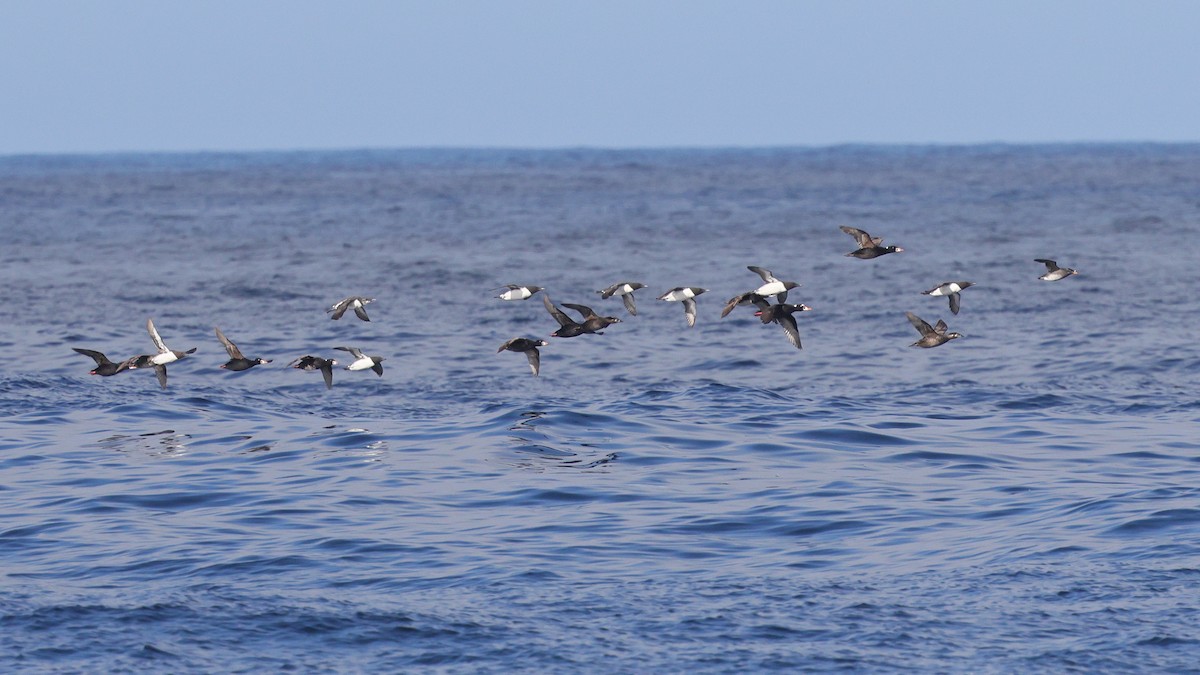 Surf Scoter - ML635822077