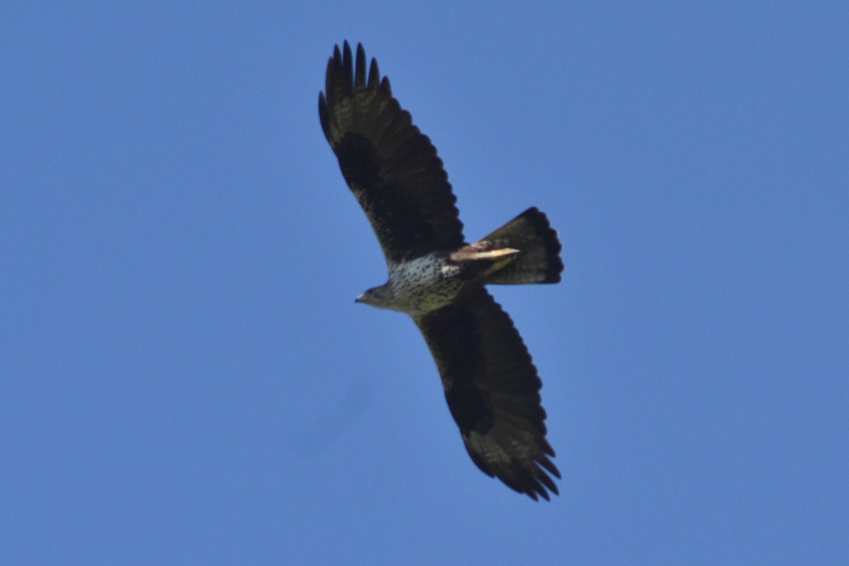 עיט ניצי - ML635822126
