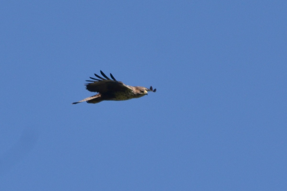 עיט ניצי - ML635822157