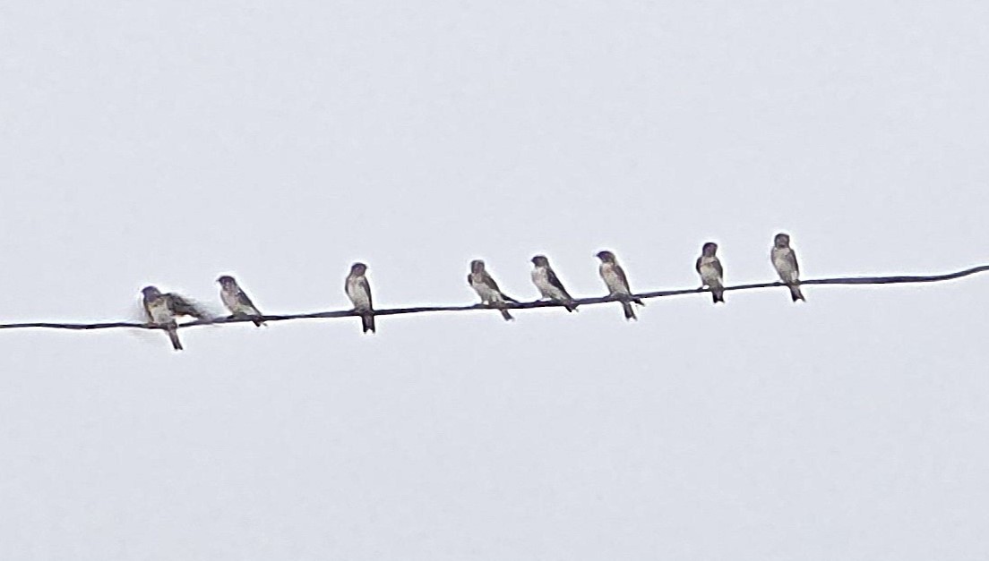 Streak-throated Swallow - ML635822160