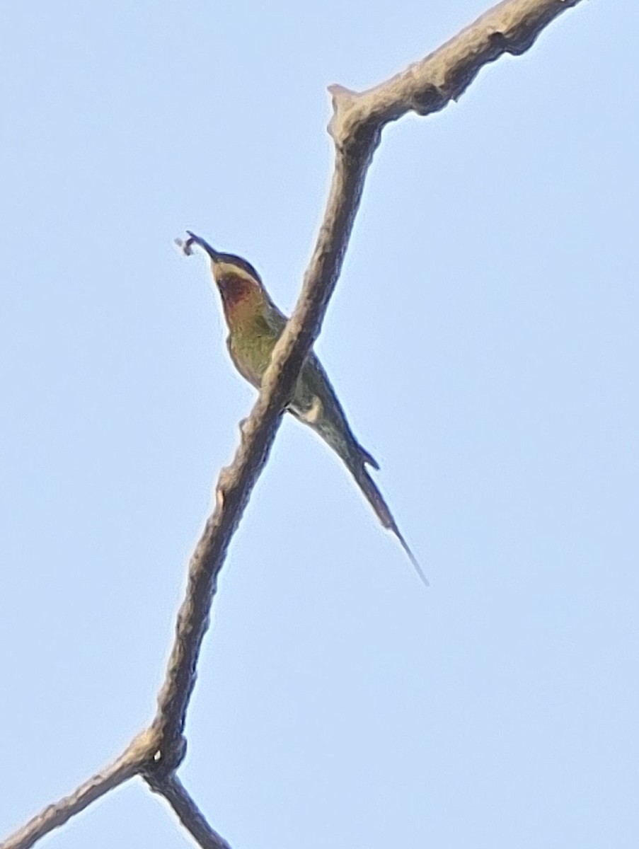 栗喉蜂虎 - ML635822178