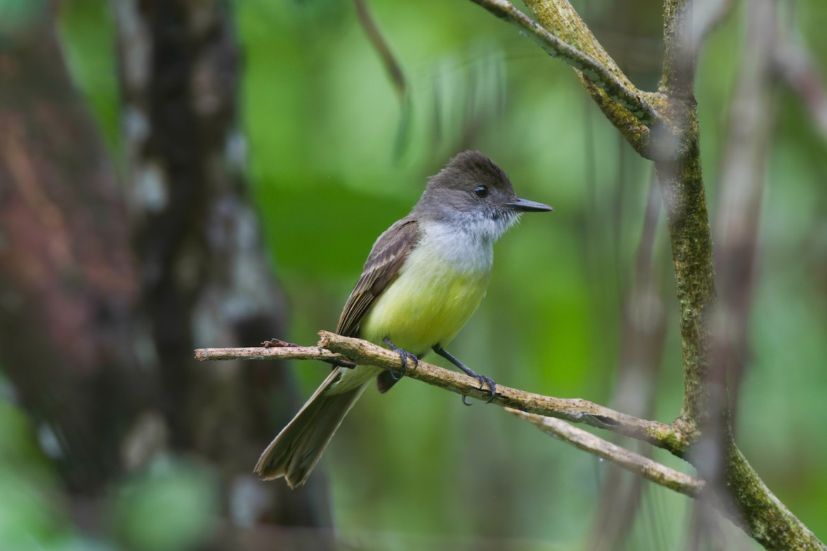 Dusky-capped Flycatcher - ML635822194