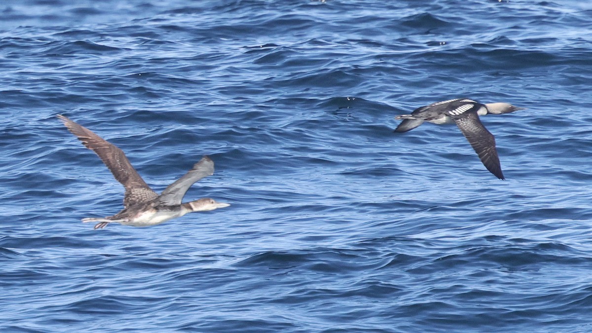 Common Loon - ML635822221