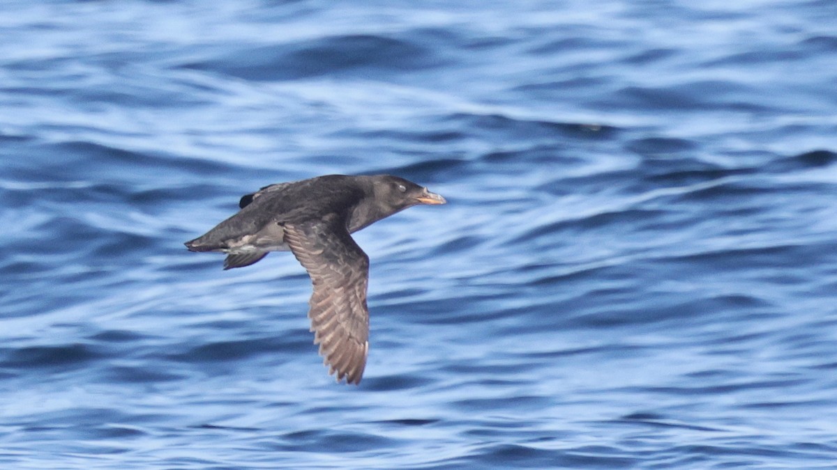 Rhinoceros Auklet - ML635822295