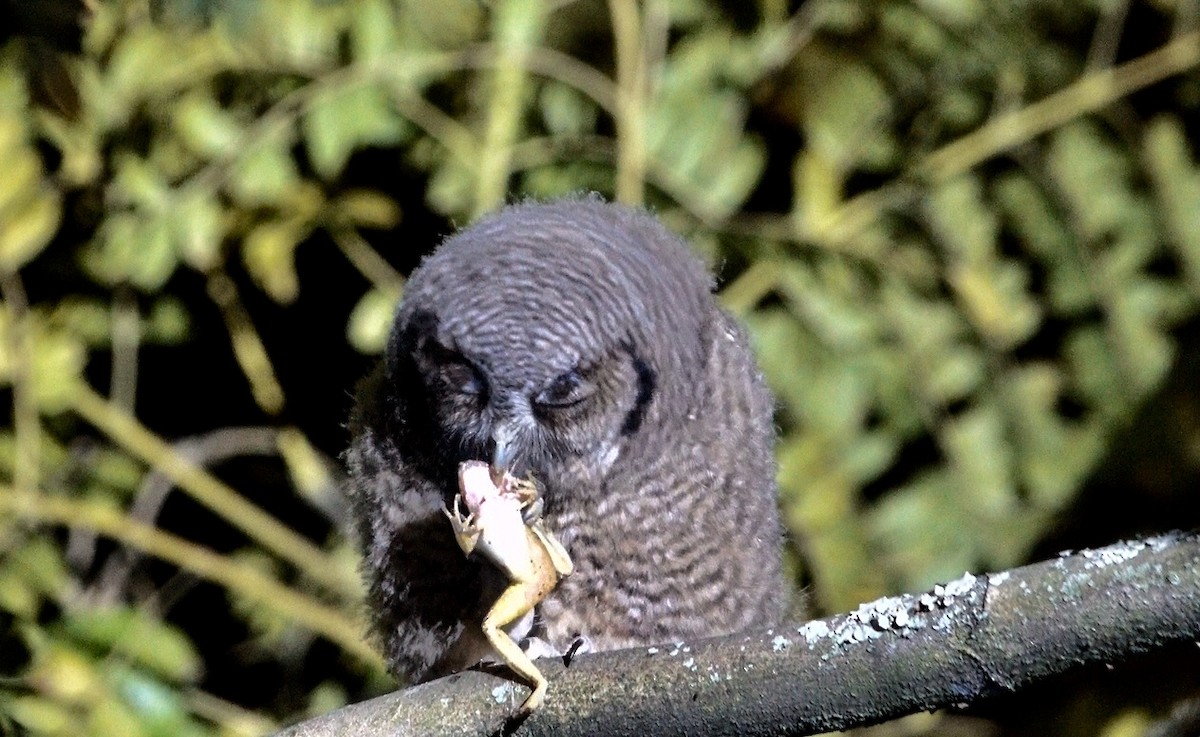 Koepcke's Screech-Owl - ML635822355