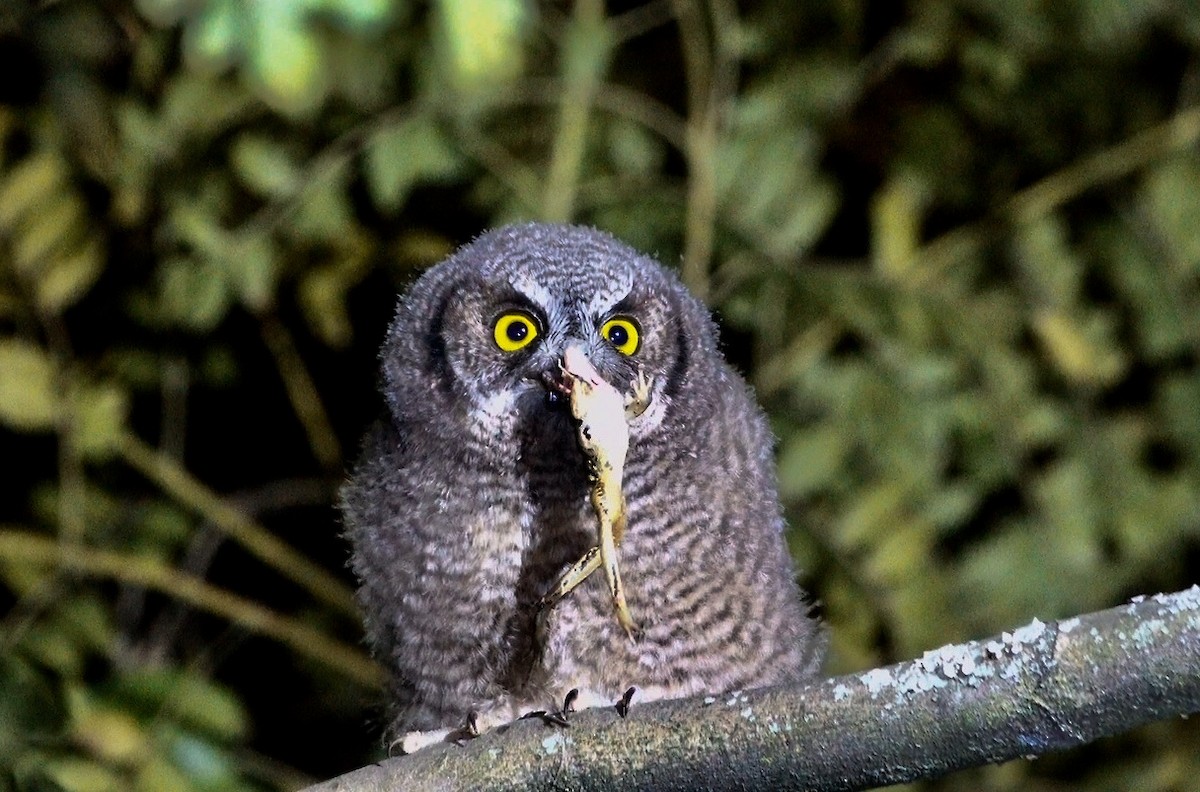 Koepcke's Screech-Owl - ML635822356