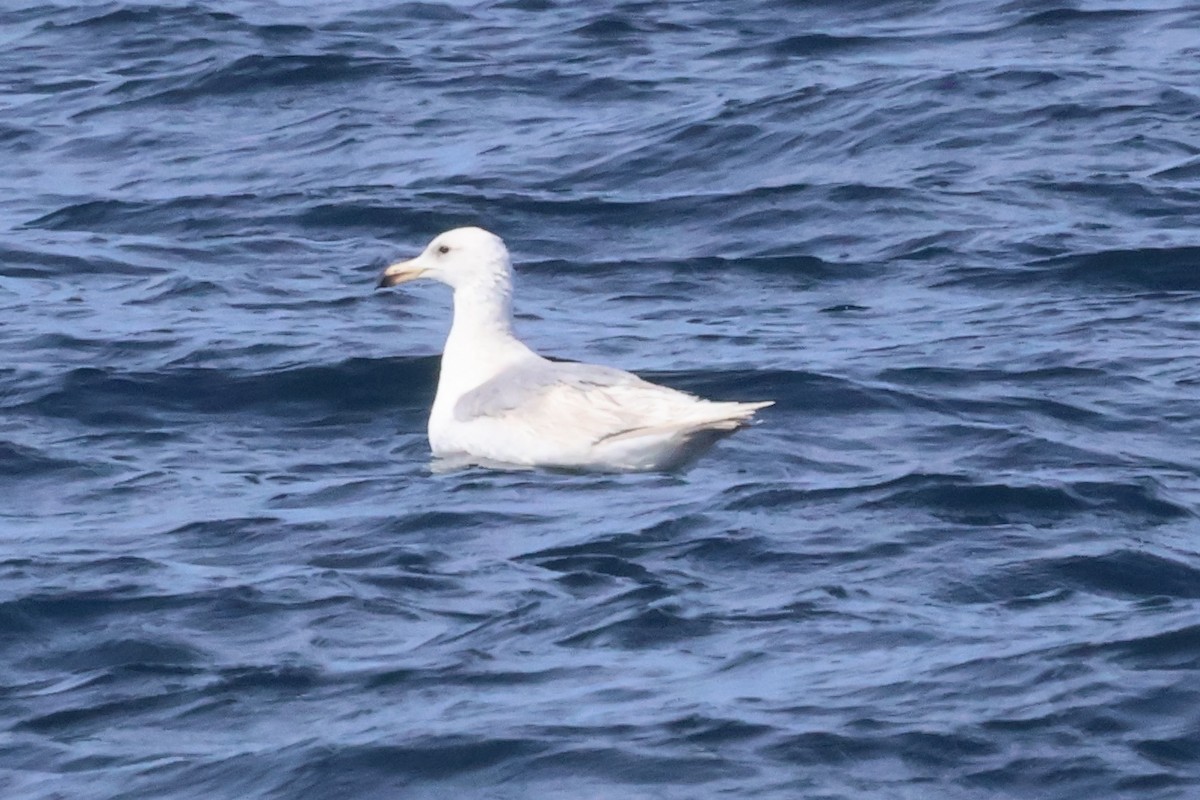 Glaucous x Glaucous-winged Gull (hybrid) - ML635822427