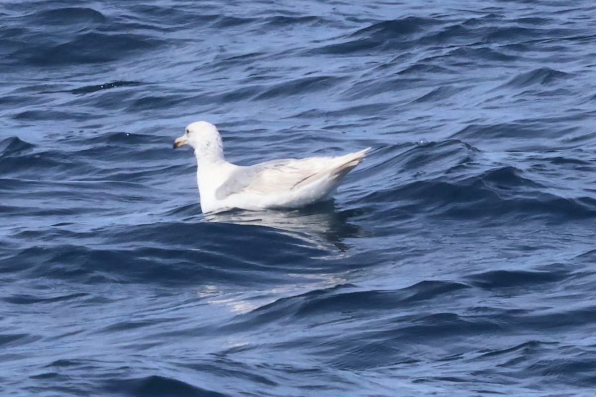 Glaucous x Glaucous-winged Gull (hybrid) - ML635822428