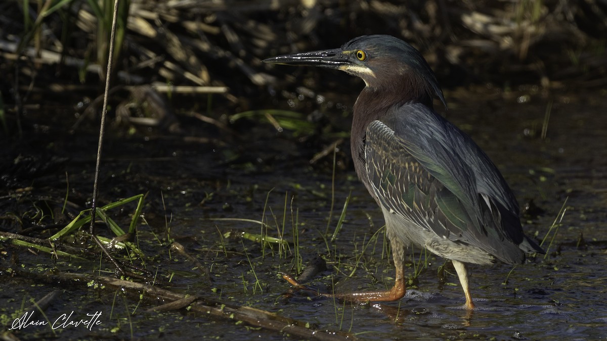 Green Heron - ML635822499