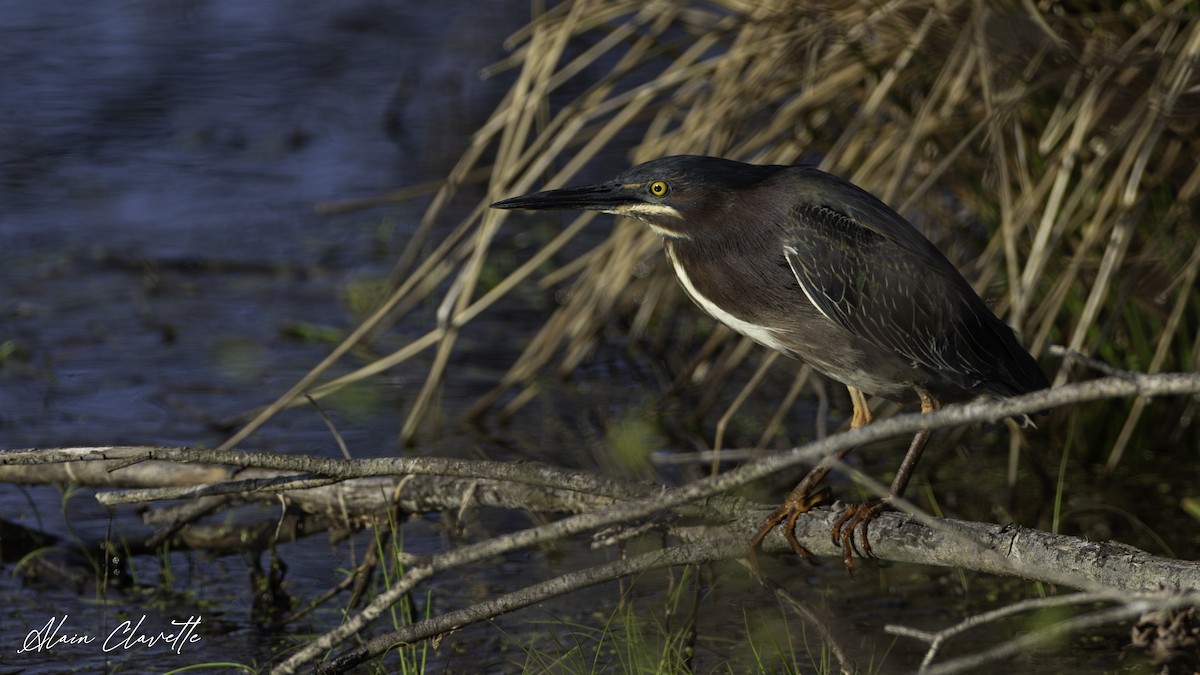 Green Heron - ML635822500