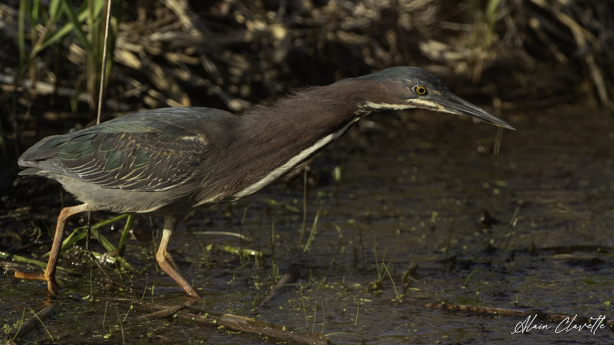 Green Heron - ML635822501