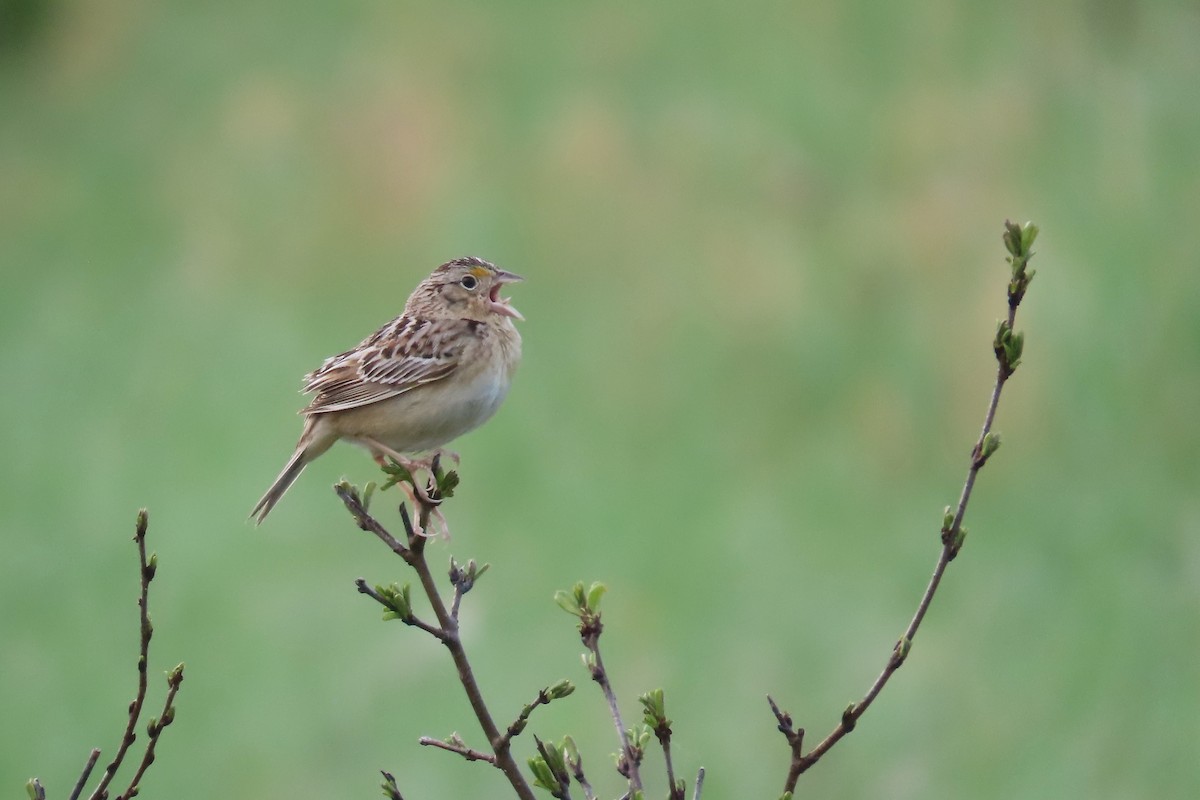 Grasshopper Sparrow - ML635822534
