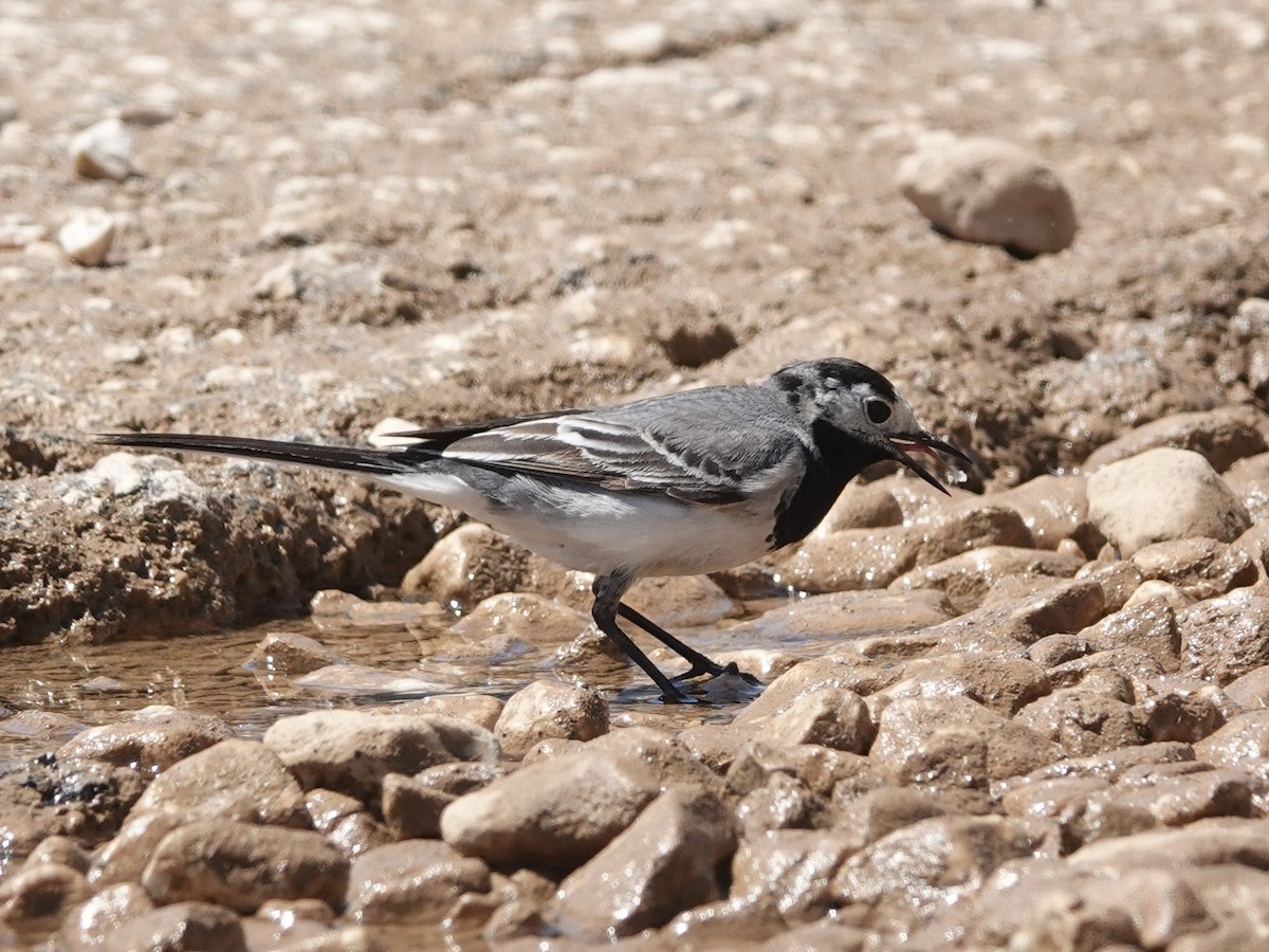 White Wagtail - ML635822543
