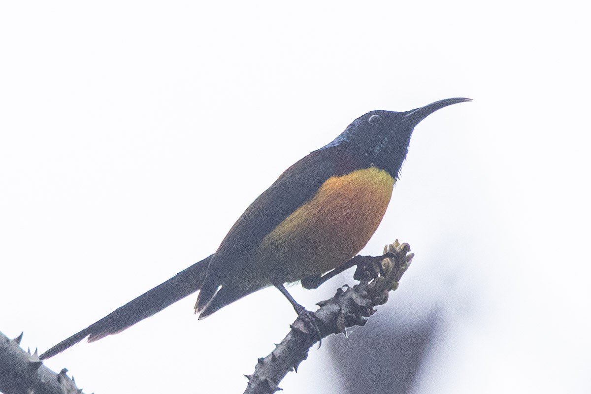 Grünschwanz-Nektarvogel - ML635822549