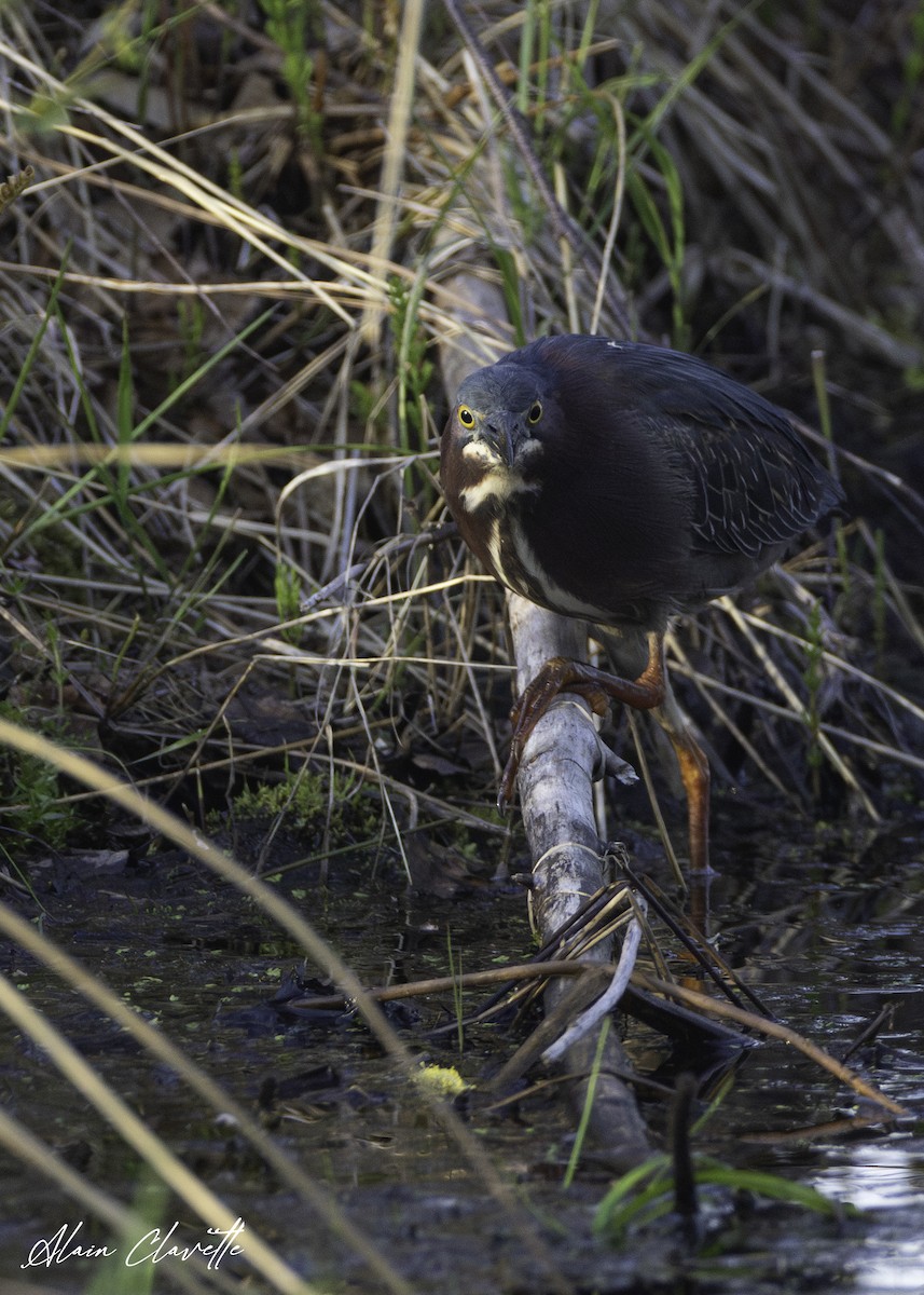 Green Heron - ML635822552
