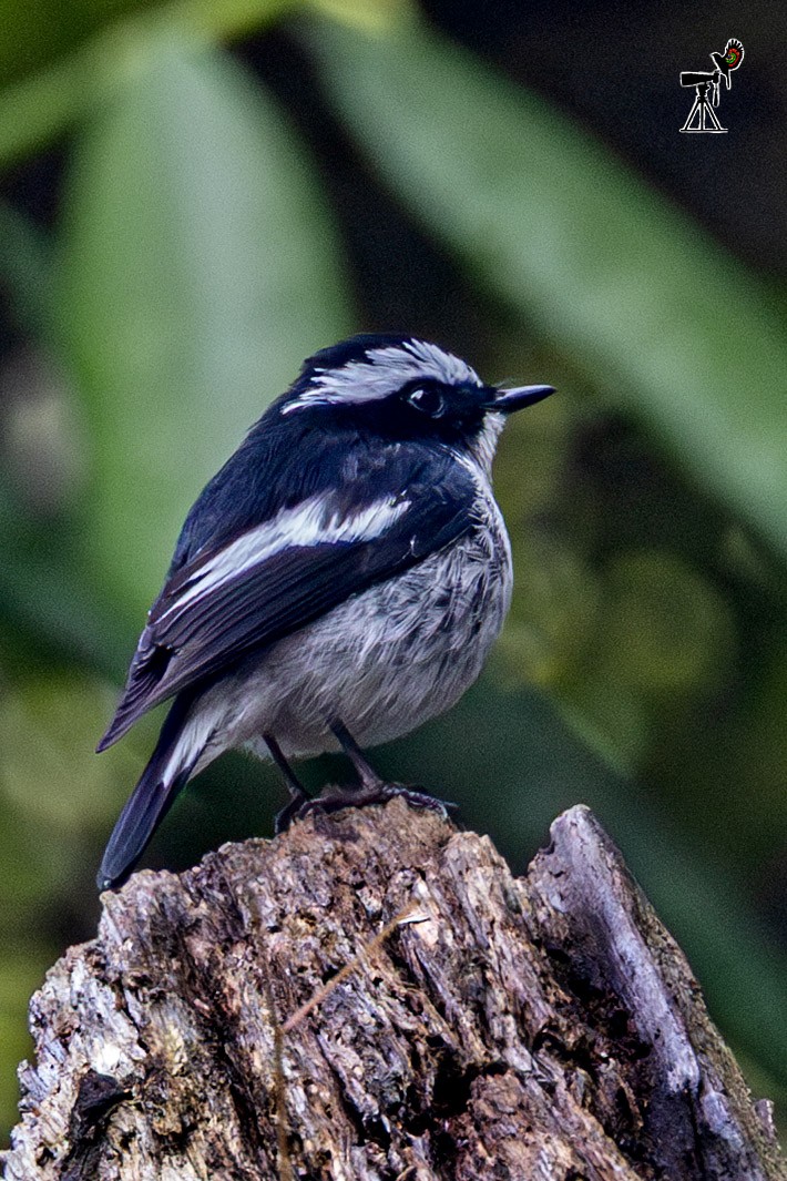 Elsterschnäpper - ML635822555